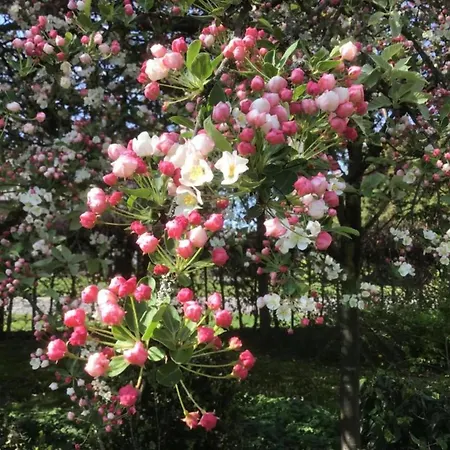 In Brabant With Spacious Garden شاليه